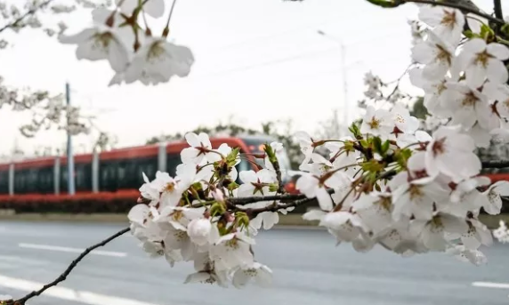 苏州樱花观赏地推荐