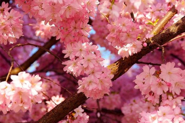 绍兴赏花去哪里 绍兴樱花哪里好看