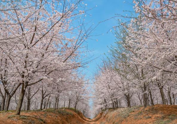 平坝万亩樱花园门票预约 最佳观赏时间