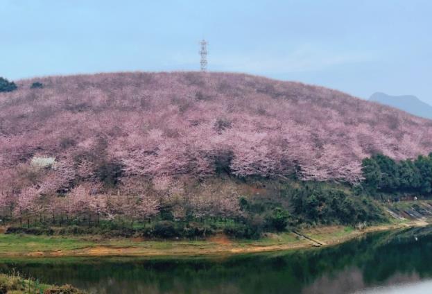 平坝万亩樱花园门票预约 最佳观赏时间