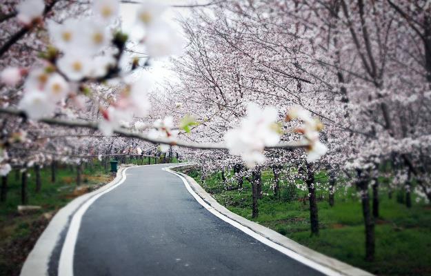 平坝万亩樱花园门票预约 最佳观赏时间