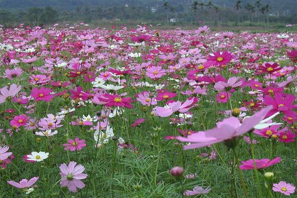 深圳格桑花海在哪里 2021深圳格桑花开放时间