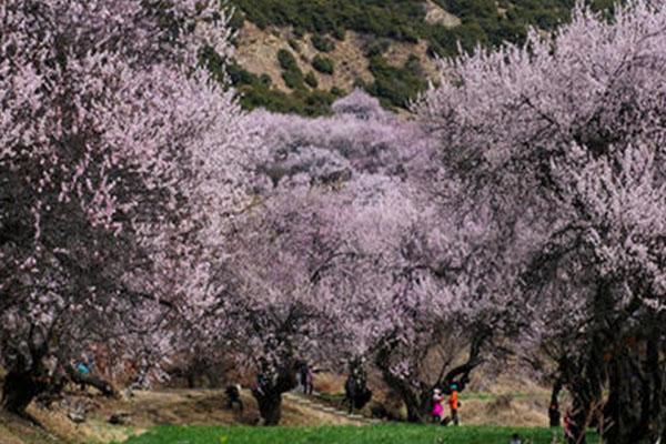 2021嘎拉村赏桃花攻略 林芝怎么去嘎拉村