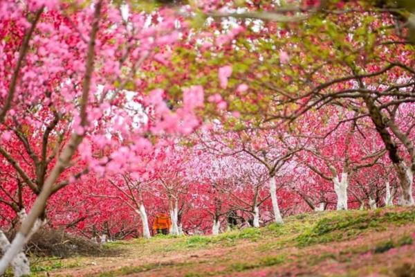 成都桃花故里景区在哪里 附观赏花期及门票信息