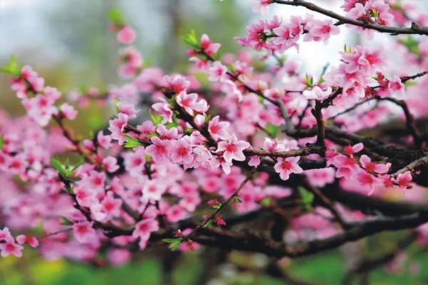 成都桃花故里景区在哪里 附观赏花期及门票信息