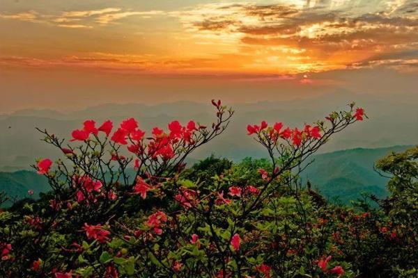 2021南宁大明山杜鹃花什么时候开 