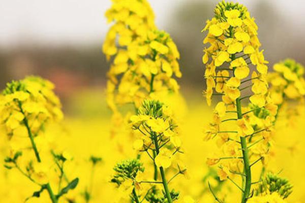 广州油菜花景点在哪里 广州周边赏花地点推荐2021