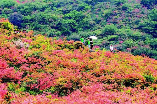 2021浏阳大围山樱花什么时候开 附大围山樱花观赏指南