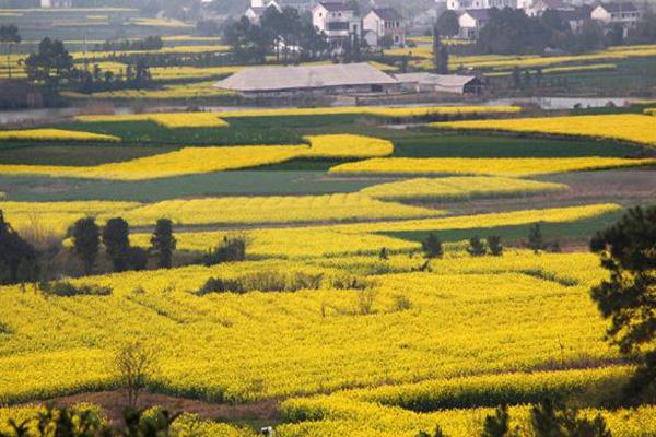 2021南京高淳慢城油菜花节活动有哪些-铛铛车运行时间