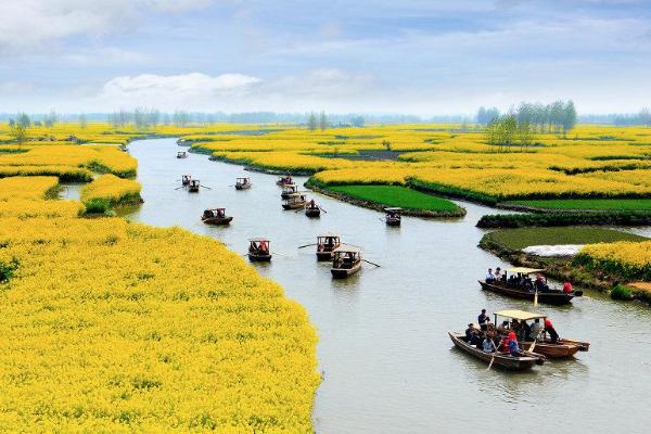 2021泰州油菜花什么时候开花 泰州油菜花景点