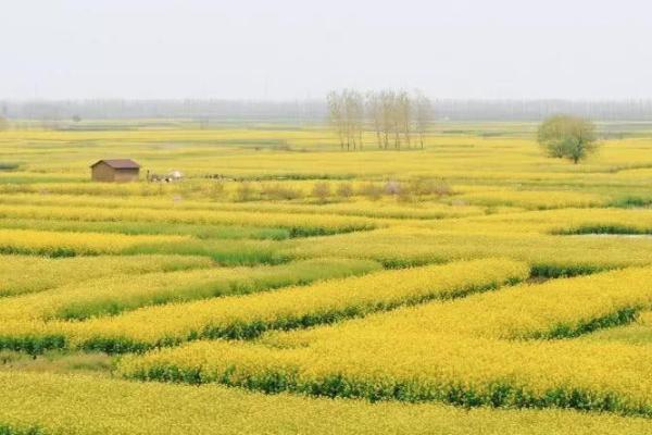 2021泰州油菜花什么时候开花 泰州油菜花景点