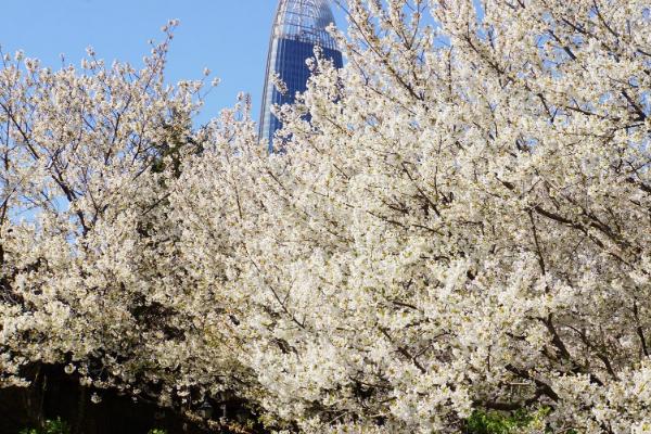 2021济南五龙潭樱花节是什么时候 五龙潭樱花节时间-地点-详情