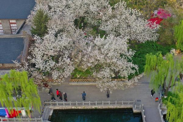 2021济南五龙潭樱花节是什么时候 五龙潭樱花节时间-地点-详情