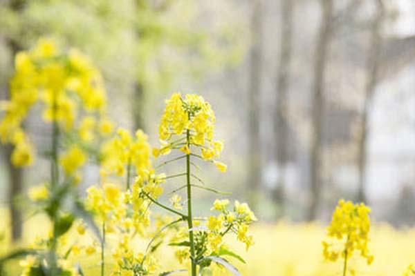 2021苏州天平山赏油菜花指南-赏花期及出行指南