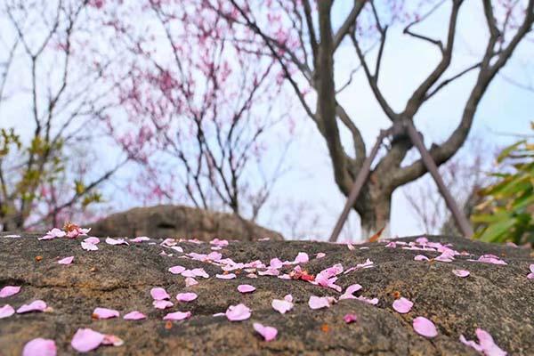 宁波植物园樱花开了吗2021-夜间赏樱花活动及赏花专线