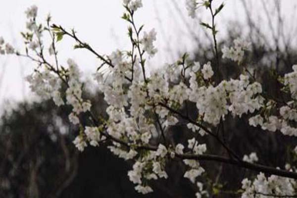 2021宁波九峰山樱花节活动时间及门票交通