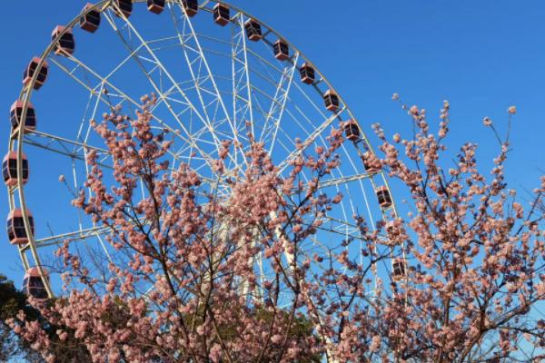 2021上海春季花展有哪些 上海花展好去处推荐