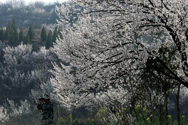 湖北杏花几月开 杏花在哪