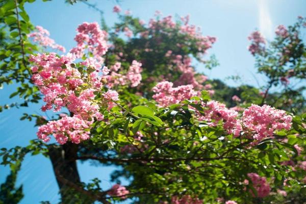 2021青岛崂山樱花什么时候开花 及交通指南