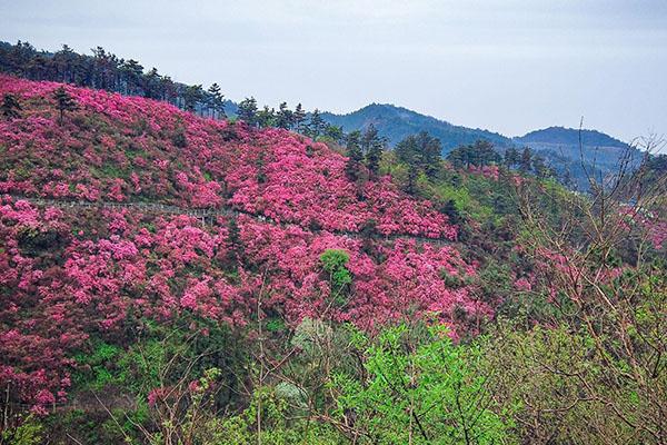 2021武汉木兰云雾山杜鹃花花期-交通攻略