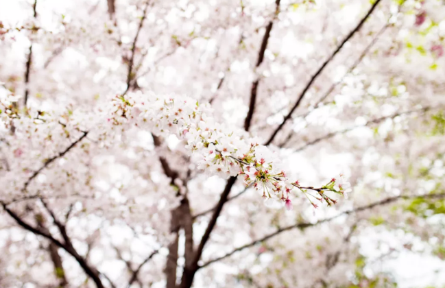 无锡阳山桃花节2021时间及运营专线 无锡赏花景点介绍