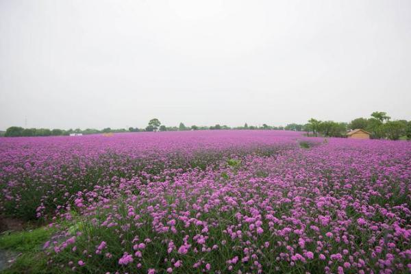 2021上海清明节去哪玩 上海特价景区盘点