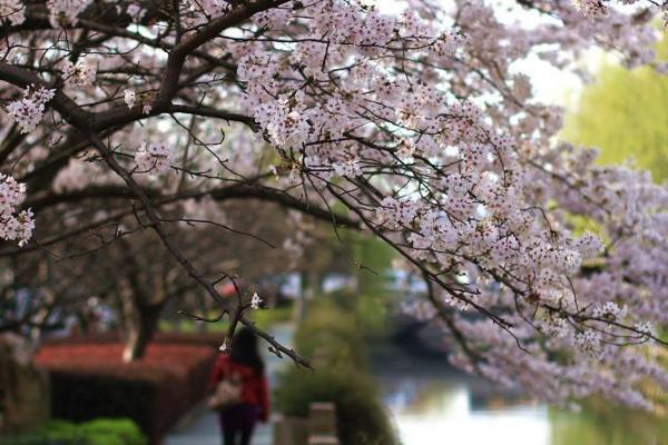 2021常熟虞歌畅晚樱花季门票-时间-活动