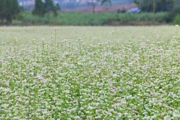 2021更望湖荞麦花开花时间-更望湖在哪里