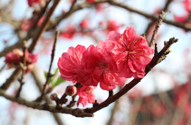 春天如何预防花粉过敏  容易花粉过敏的人看这里