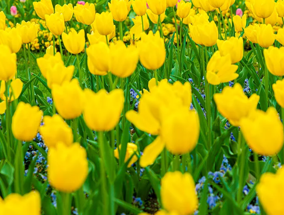 2021年4月上海花展时间表 上海赏花最漂亮的地方