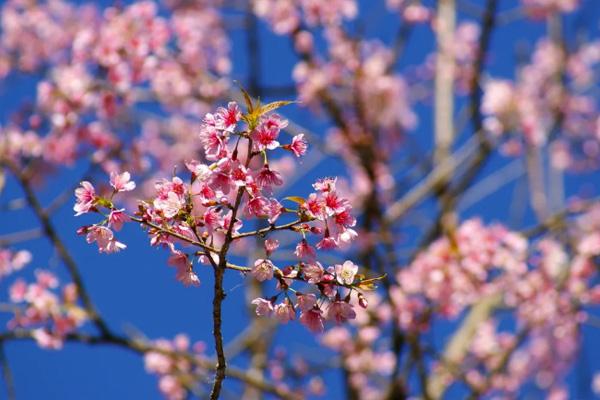 2021年4月上海花展时间表 上海赏花最漂亮的地方