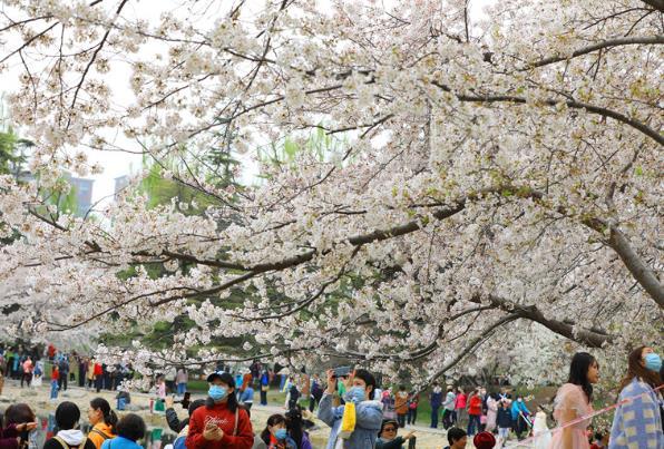 2021北京玉渊潭樱花最佳赏花期