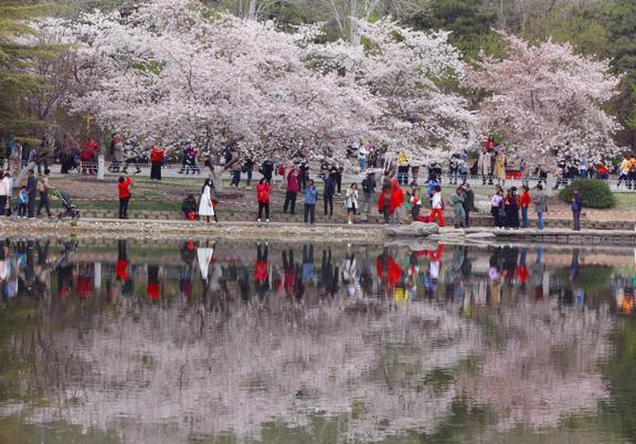 2021北京玉渊潭樱花最佳赏花期