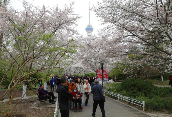 2021北京玉渊潭樱花最佳赏花期