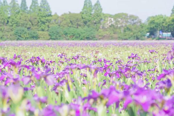 2021上海踏青去哪里 上海踏青赏花地点推荐