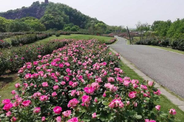 2021上海辰山植物园月季展时间-门票-交通攻略