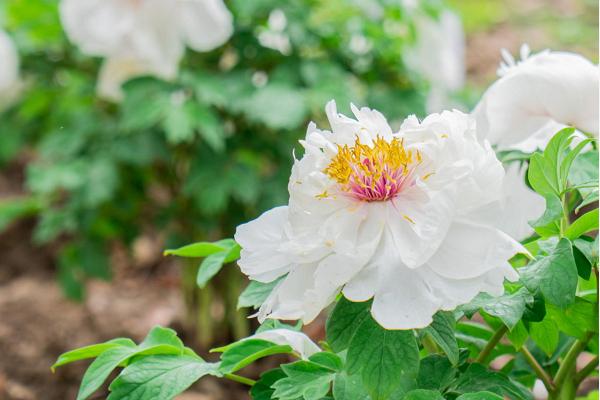 2021宝山芍药牡丹园在哪里-门票价格-最佳观赏期