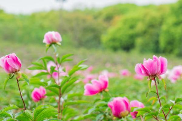 2021宝山芍药牡丹园在哪里-门票价格-最佳观赏期