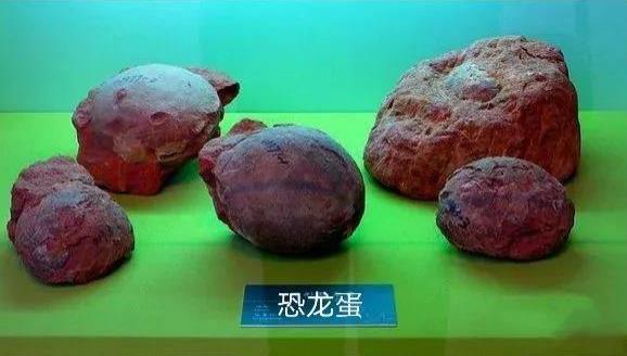 甘肃省博物馆有恐龙展厅吗