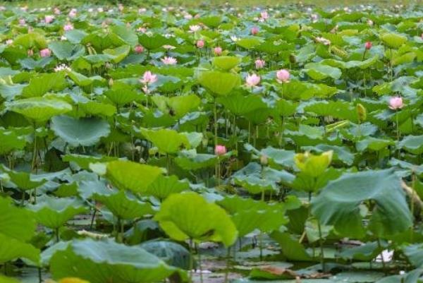 深圳洪湖公园荷花几月份开  深圳洪湖公园荷花展时间