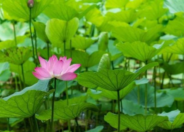 深圳洪湖公园荷花几月份开  深圳洪湖公园荷花展时间