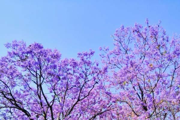 国内樱花观赏地 西昌蓝花楹好看吗