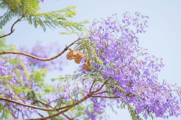 国内樱花观赏地 西昌蓝花楹好看吗