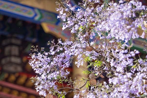 国内樱花观赏地 西昌蓝花楹好看吗