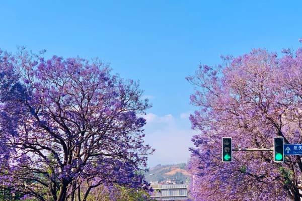 国内樱花观赏地 西昌蓝花楹好看吗