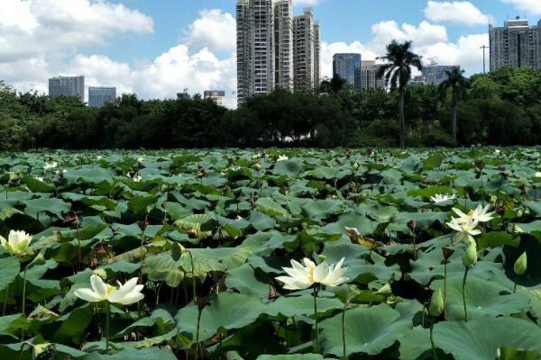 2021深圳罗湖水贝街区荷花景观时间-地址