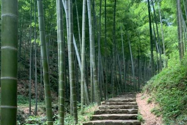 宜兴竹海风景区门票-旅游攻略