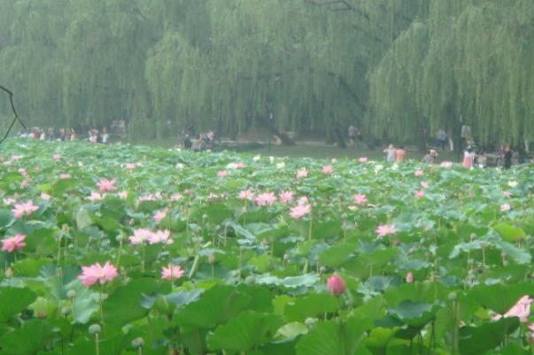 长沙赏荷花有哪些地方 长沙赏荷花景点