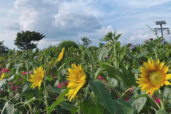 2021成都蔚然花海浪漫烟花节地点-时间