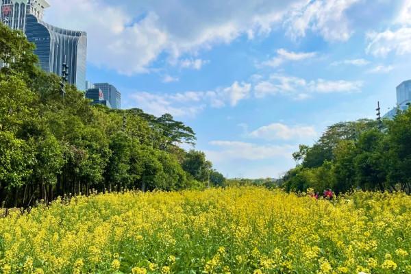 2021深圳春节赏花好去处 深圳春节赏花地点推荐